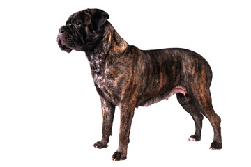 Obraz premium Bullmastiff Standing