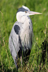 Juvenile Grey Heron (ardea cinerea) resting in a reed bed
