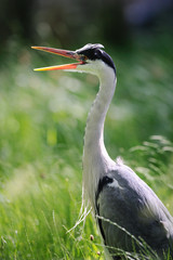 Juvenile Grey Heron (ardea cinerea) yawning