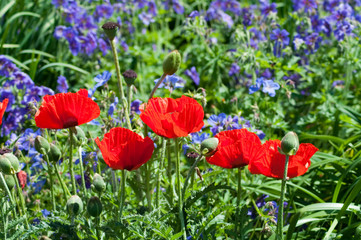 Obraz premium Mohn. Wiese