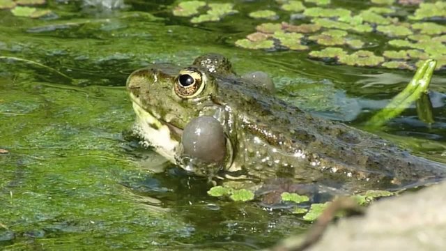 grenouille amoureuse