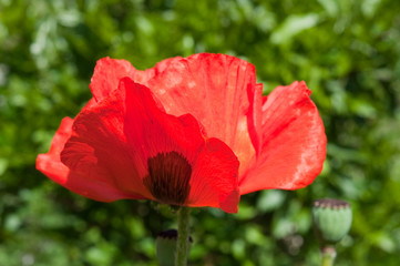 Mohn - zarte Blume