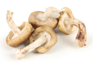 mushrooms isolated on white background