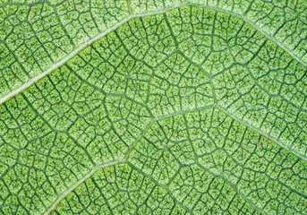 Lush green leaf closeup background or texture