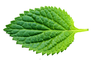 A beautiful lush green leaf