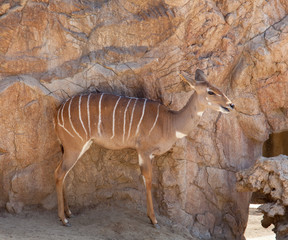 Fototapeta na wymiar Kudu antelope with camoflage