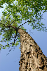 Fototapeta premium alberi 991