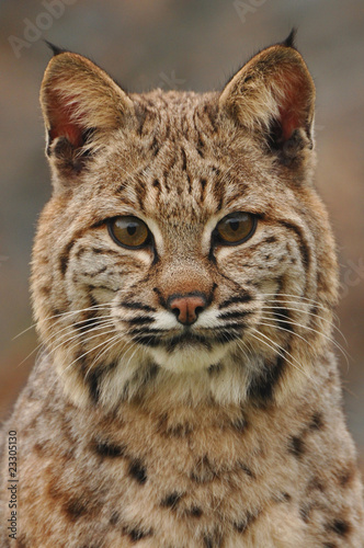 "Bobcat face" Stock photo and royalty-free images on Fotolia.com - Pic