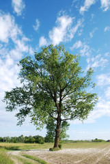 Fototapeta premium alberi 1024