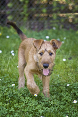 Irish Terrier Welpe
