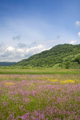 Obraz premium Beautiful flower field