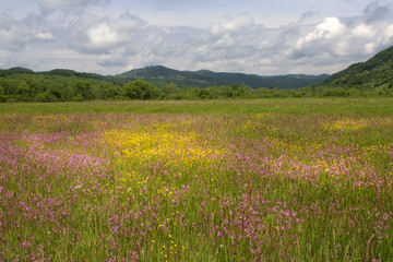 Flower Field