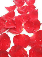 red rose petals in water drops