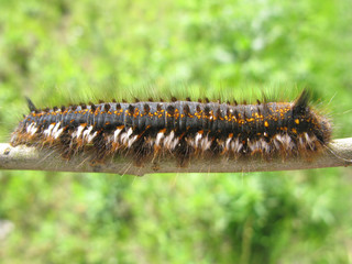 large caterpillar