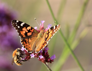 abeille et papillon butinant la lavande © joël BEHR