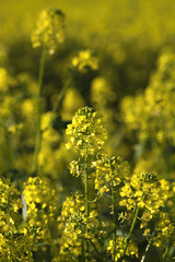 Obraz premium Rape plant and rape field