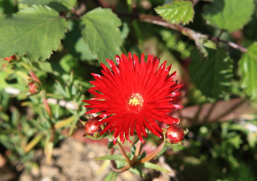 pourpier rouge
