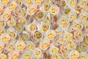 background of the many roses