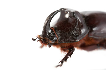 Rhinoceros beetle