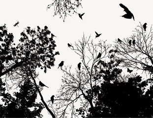Foto op Plexiglas Vogels in boom boom