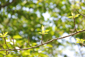 桜の新芽