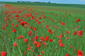 Fototapeta premium champs de coquelicot
