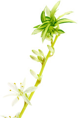 tige de Phalangère, Chlorophytum comosum, fond blanc