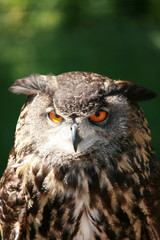 eurasian eagle owl