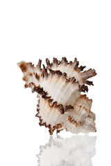 Obraz na płótnie Canvas Sea Shell