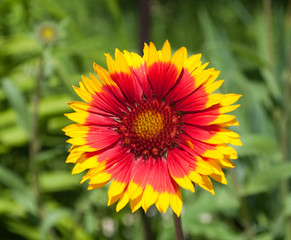 Yellow flower