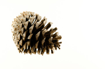 pinecone