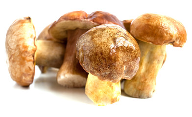 Mushrooms  (pilze)