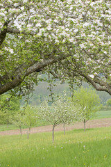 Blossoming Apple Trees