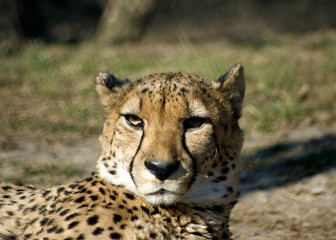 Portrait of resting cheetah