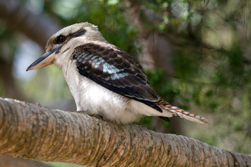 Kookaburra Lachender Hans