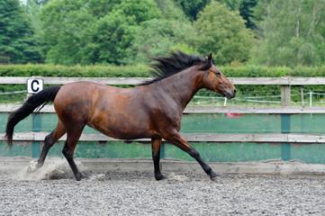 Brown Horse XXIII