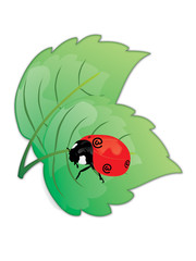 Ladybird with the e-commerce @