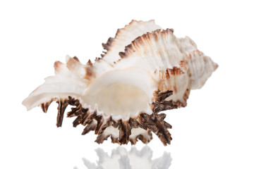 Obraz na płótnie Canvas Sea Shell
