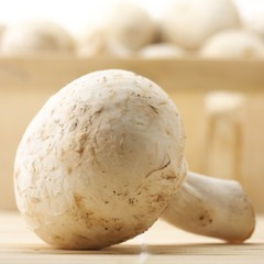Mushrooms