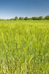 Gerste, Hordeum vulgare, Feldwirtschaft