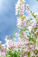 bouquet of heather flowers