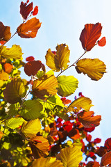 beautiful leaves from a birch
