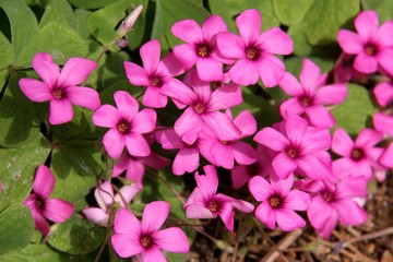 Fototapeta na wymiar Background of little pink flowers