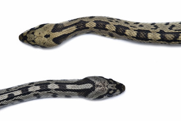 Pareja de víboras.