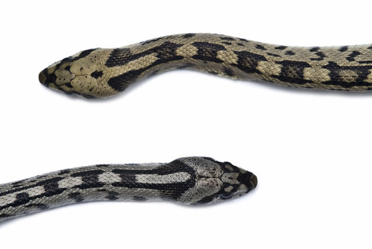 Pareja de v&iacute;boras.