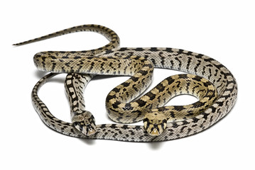 Víboras macho y hembra.