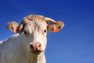 Cow under clear blue sky