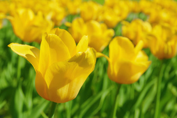 Yellow tulips