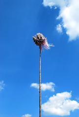 Maibaum67