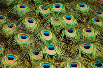 Obraz premium Peacock feathers